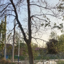 乌桕树25头