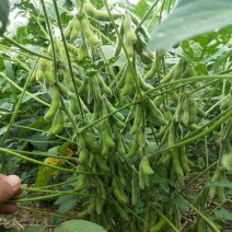 抚鲜3号毛豆种子高产抗病香甜柔糯大荚青豆毛豆种籽农家四季