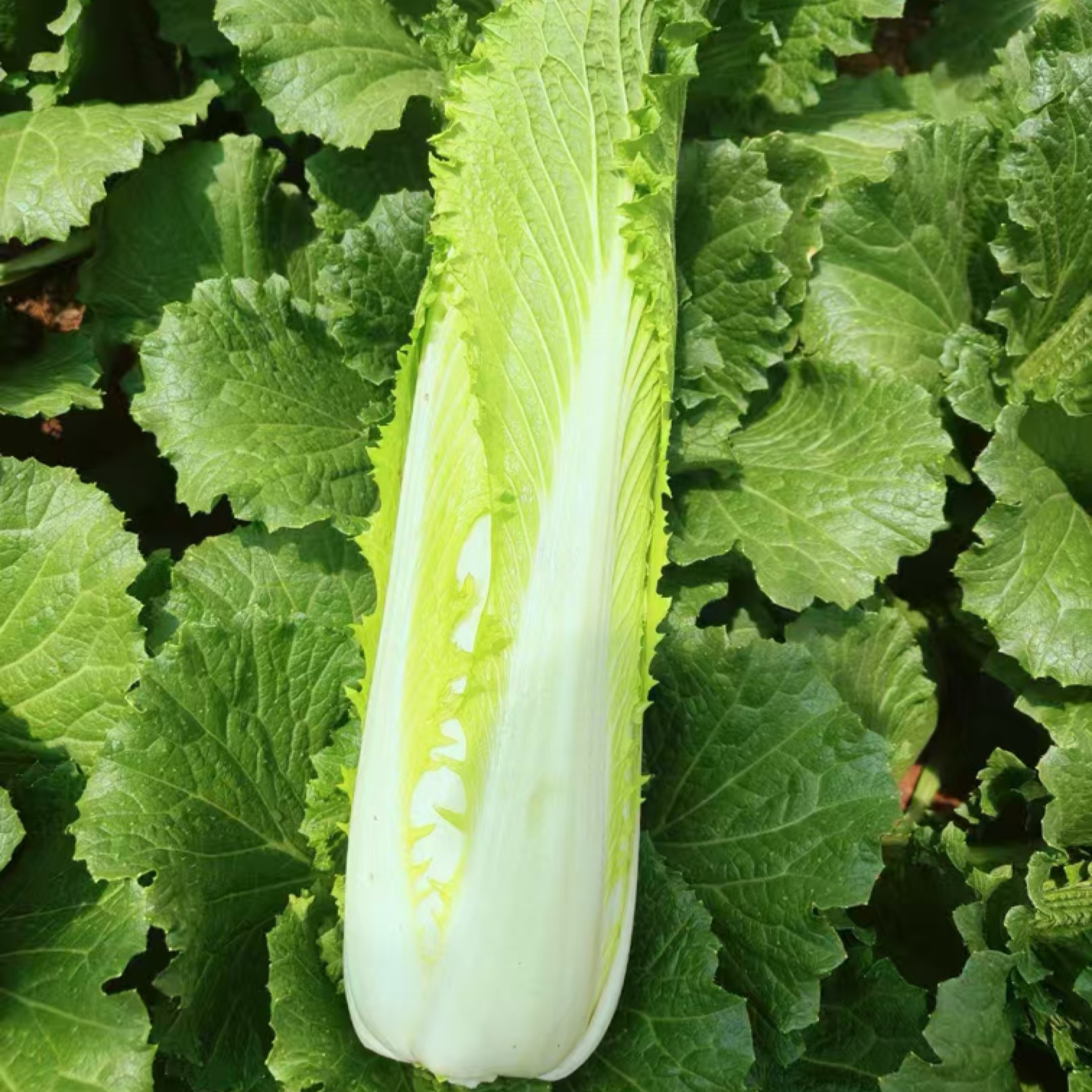 [竹筒白菜批发]贵州毕节威宁县白菜 0.55元/斤绍菜，也叫龙牙 _ 一亩田