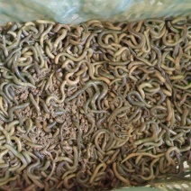 湖北青蚯蚓活体冰包5斤装，冰包30斤装