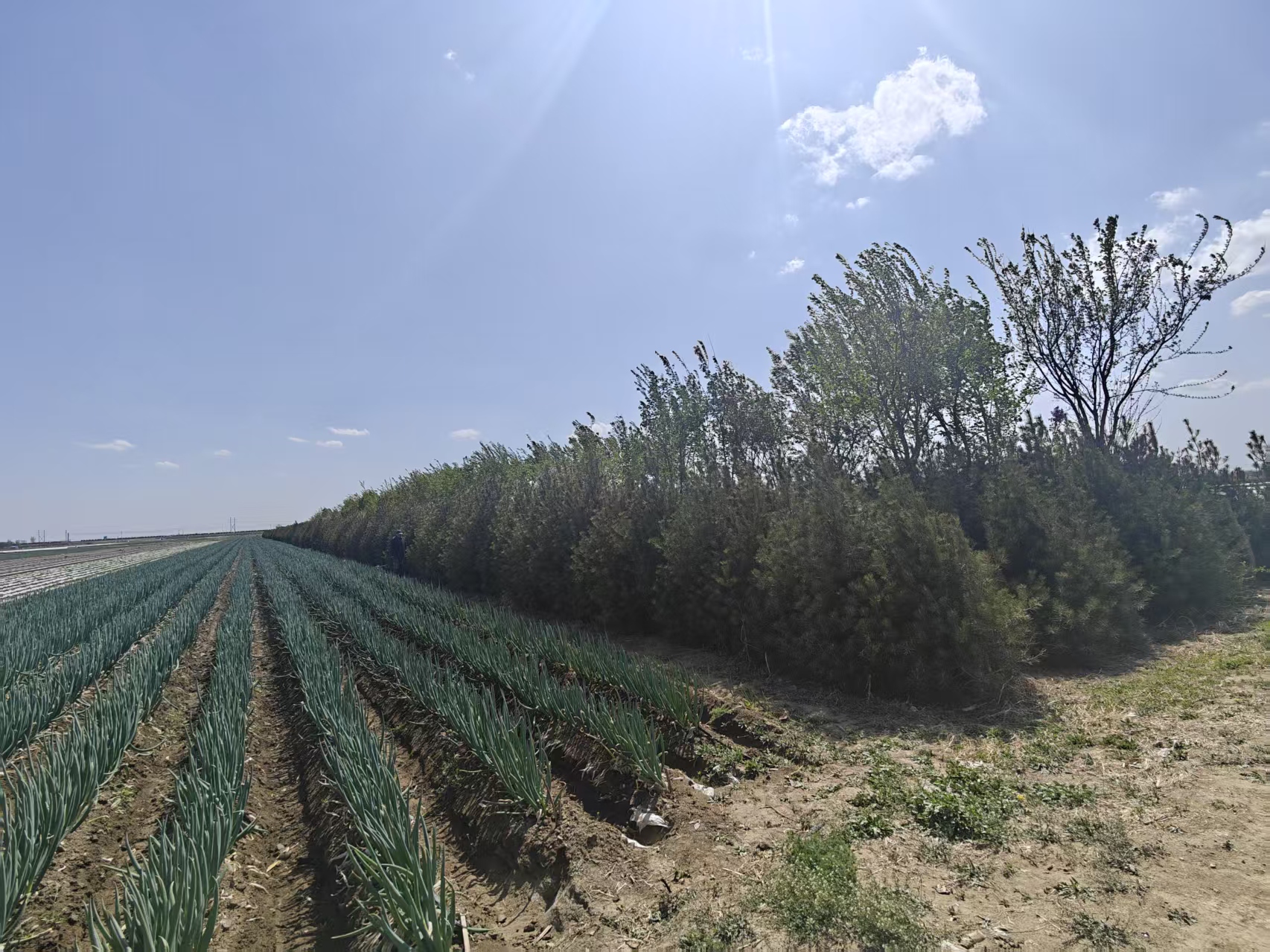 西乡午子山白皮松手工加工场景