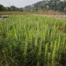 湿地松）奉新县邹家苗圃基地大量供应大小不一的湿地松