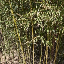 庭院观赏竹子