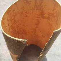 生桂皮