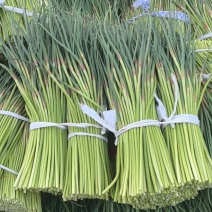 山东蒜苔红帽蒜苔对接市场电商入库储存大量现货