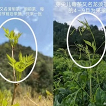 霉茶，藤茶，才茶。