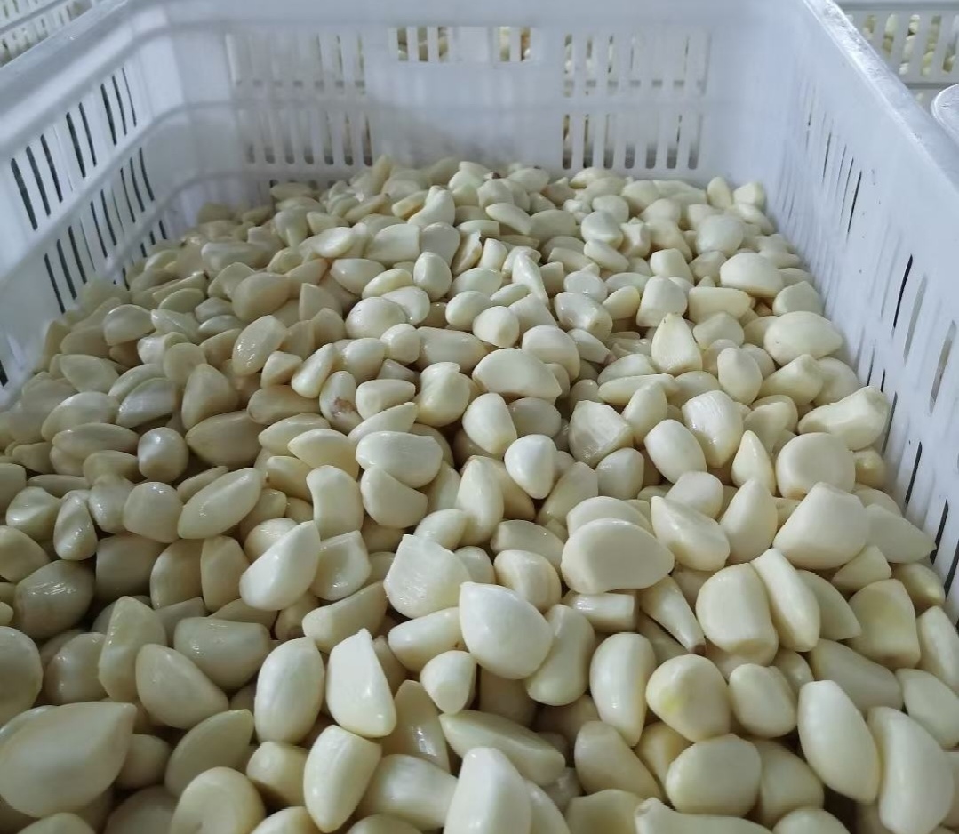 一名技术人员正在使用小型粉碎机将去皮大蒜研磨成细粉,旁边放置电子秤精确称量,随后将蒜粉倒入塑料盆中与基础饲料预混,背景为标准化饲料加工间 大蒜粉碎与饲料混合操作流程图