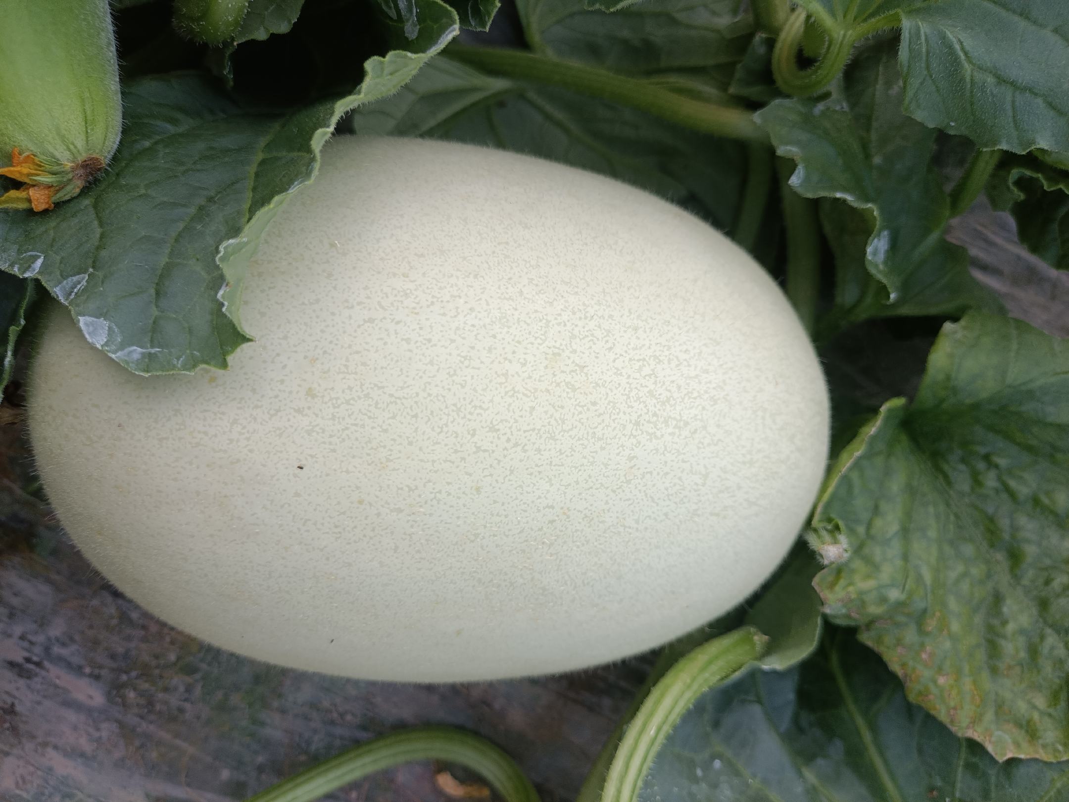 玉菇甜瓜的外观特写