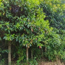 杜英：邹家苗圃大量供应杜英杯苗欢迎老板来电咨询