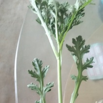 茼蒿菜