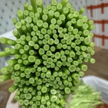 芦蒿