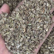 防风种子包发芽率免费提供种植技术欢迎来电洽谈合作