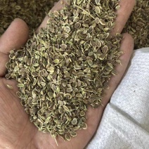 前胡种子5斤以上非边远地区包邮！量大价优欢迎来电