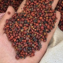 热卖中茜草种子品质上乘出芽率高欢迎下单诚信经营