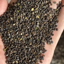 黄芪种子诚信经营5斤以上非边远地区包邮！欢迎下单