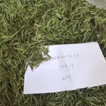 安吉原产地白茶，头采。自产自销、品质保证。顺丰直达