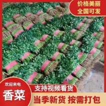 聊城莘县中叶香菜对接商超平台质量保证！欢迎来电