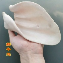 鲜牛耳朵，全熟***无碱（不掉称）