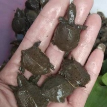 优质甲鱼苗小甲鱼冷水养殖活体甲鱼规格多成活高欢迎咨询