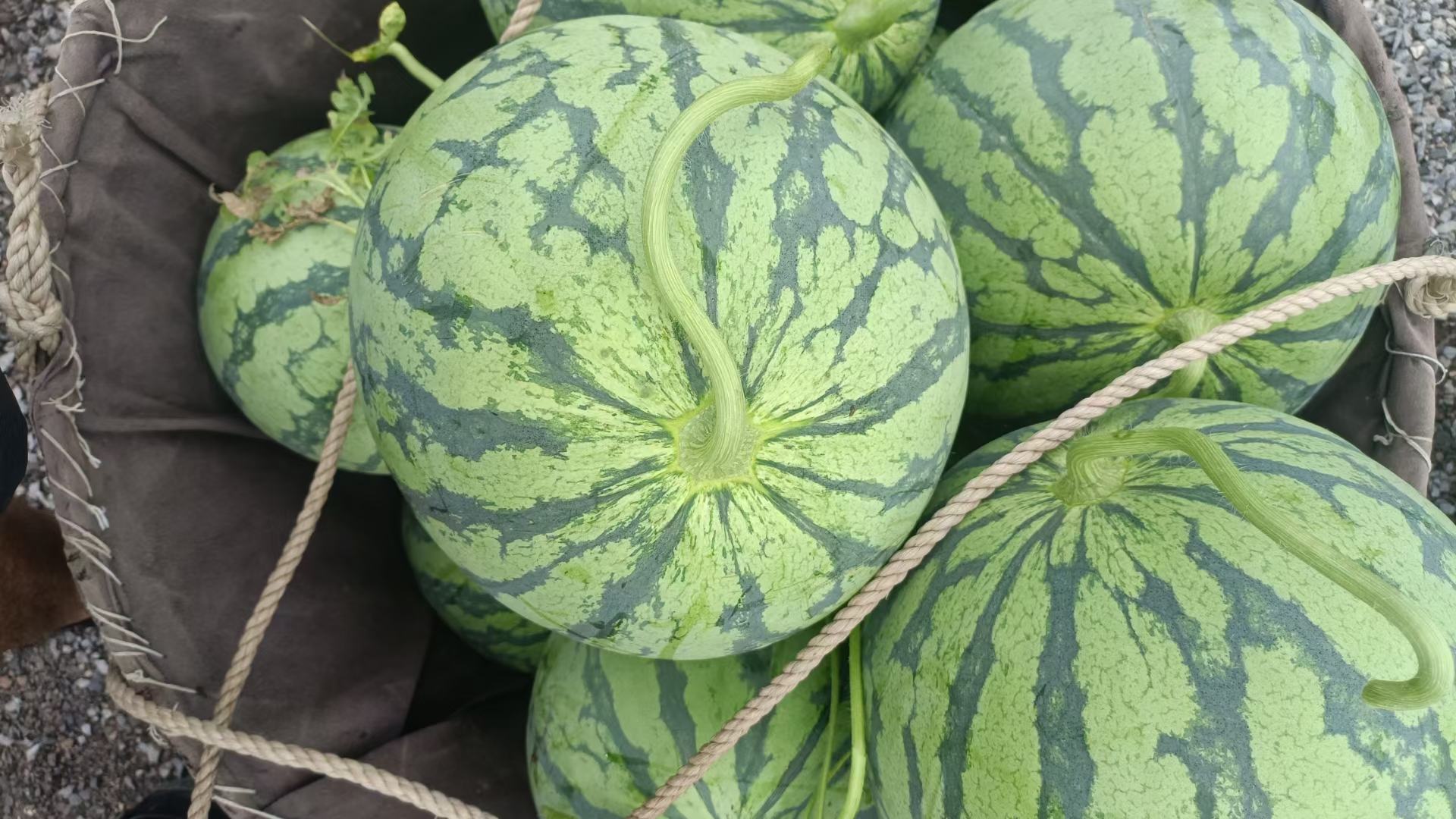 8424西瓜在市场摊位上整齐摆放