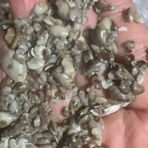 海瓜子苗，纯正赣榆滩涂苗种一万斤起卖