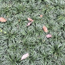精品玉龙草日本矮麦冬批发，基地直销，大量批发，清秀无病害