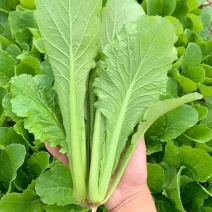 【精选】江苏奶白菜基地直发保质保量一条龙服务对接商超团购