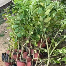 广东香水柠檬苗