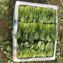 山东曹县万亩青菜基地常年供应新品尖叶长杆菠菜