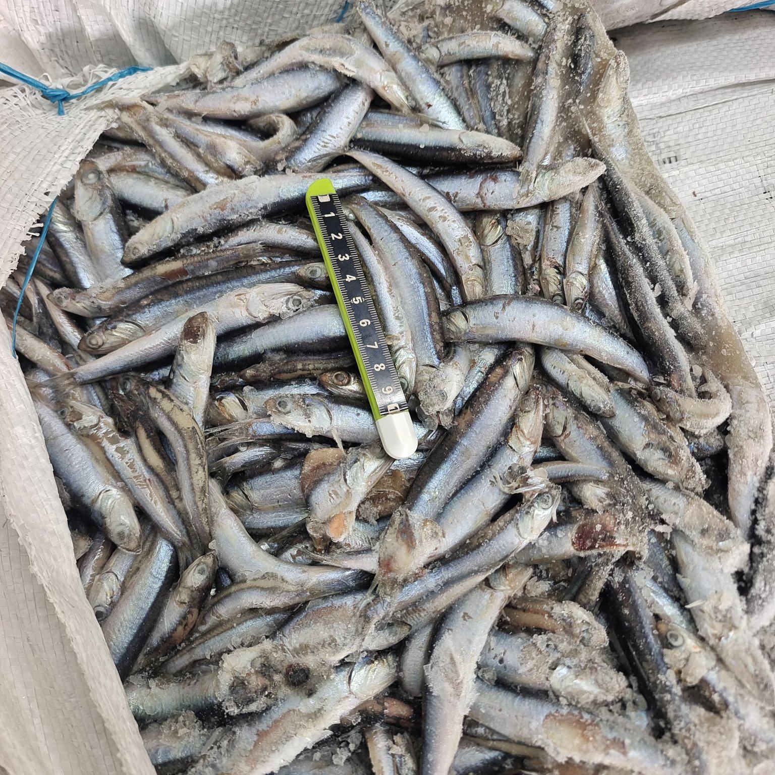 [鳀鱼批发]山东威海荣成市鳀鱼 1.90元/斤山东威海拖网船冻鳀 _ 一亩田