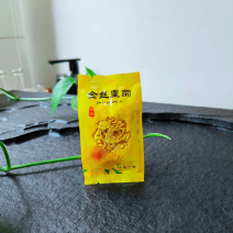 金丝皇菊