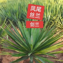河北定州剑麻凤尾丝兰花苗花卉种苗自家苗圃现挖现卖