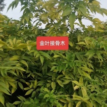 河北定州金叶接骨木花灌木绿化苗木树苗一手货源