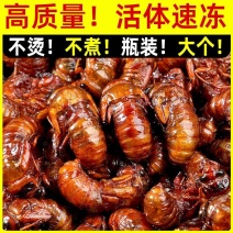 大量现货/知了猴金蝉新鲜活体冷冻2025批发结了龟爬叉猴