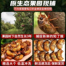 专业团队抓知了猴新鲜金蝉山东蝉蛹爬叉猴活体速冻唐僧肉