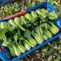 大甩卖小青菜，广东菜心