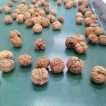 [牛]精品云南核桃大量接单产地直发量大从优欢迎来电
