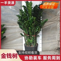 大盆金钱树，年宵花**绿植量大从优质量保证欢迎咨询