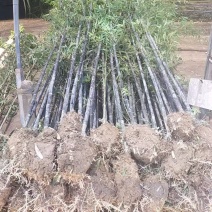 紫竹直径2公分，基地有量，欢迎来一亩田订购。