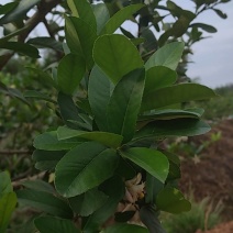 柠檬叶现摘