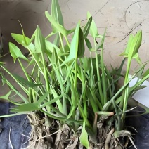 优质茨菇苗，品种齐全，大量供应，欢迎各位老板前来采购咨询