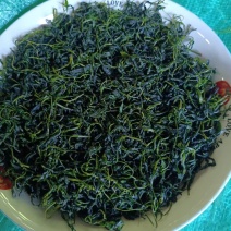 四川宜宾苦丁茶一手货源，货量充足质量保证，对接全国