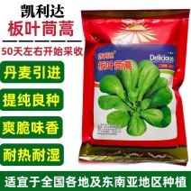 丹麦引进板叶茼蒿种子四季耐热耐寒蔬菜种子大叶茼蒿种子蓬蒿