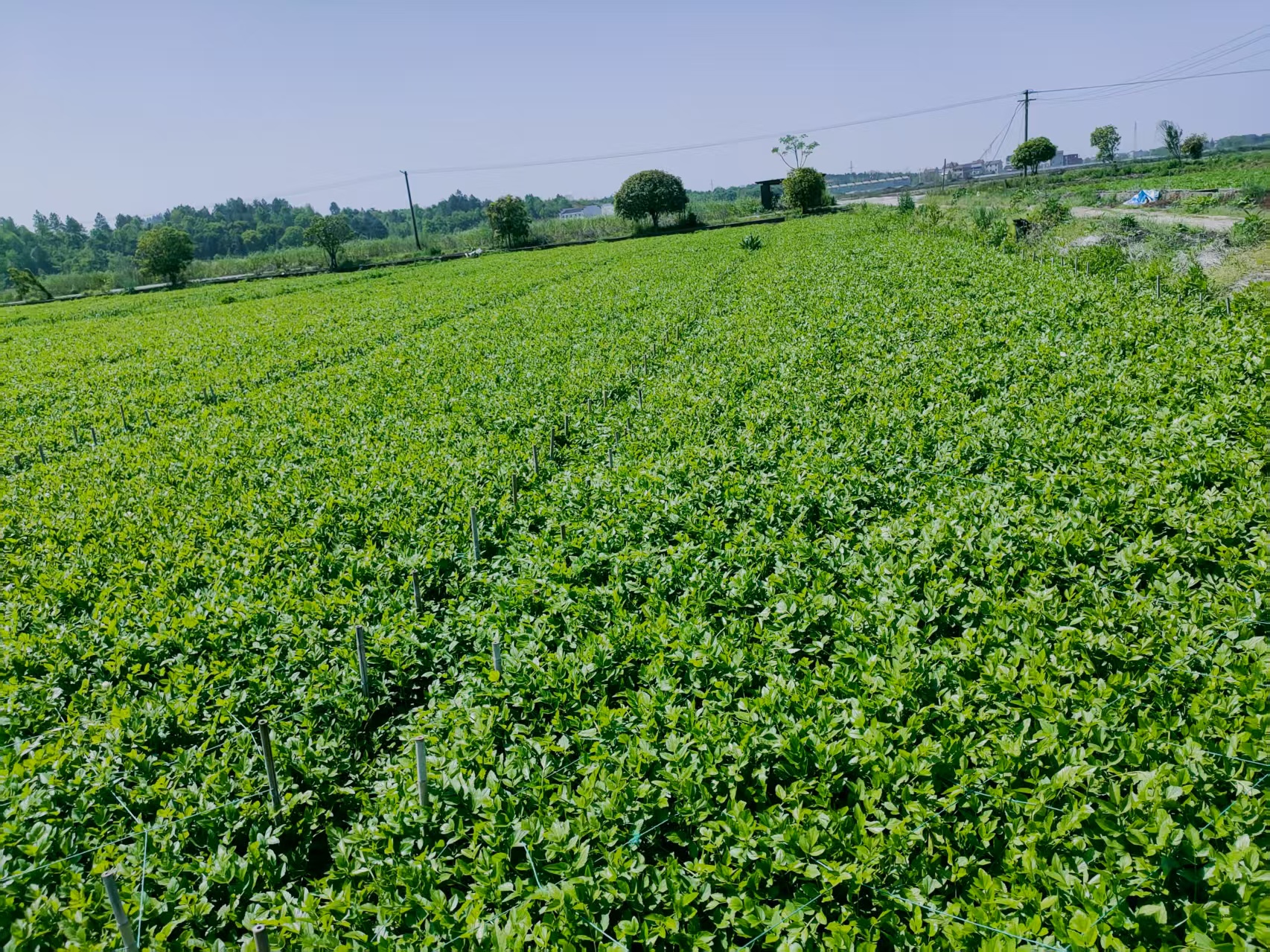 山芹种植基地航拍图