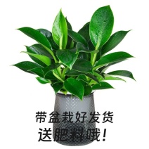 金钻绿公主室内绿植办公桌面盆栽吸甲醛净化空气懒人好养易活