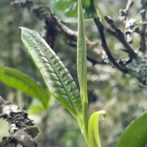 云滇富氧生态古树茶