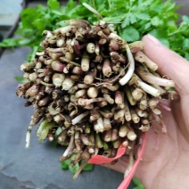 大叶芹