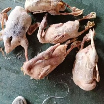 5斤二级全鸭有货