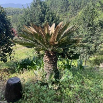 铁树：奉新县邹家苗圃基地欢迎老板光临洽谈