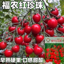 福农红珍珠小番茄种子圣女果